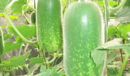 朝阳吃瓜网 吃瓜视频每日大赛,每日大赛，吃瓜群众狂欢盛宴